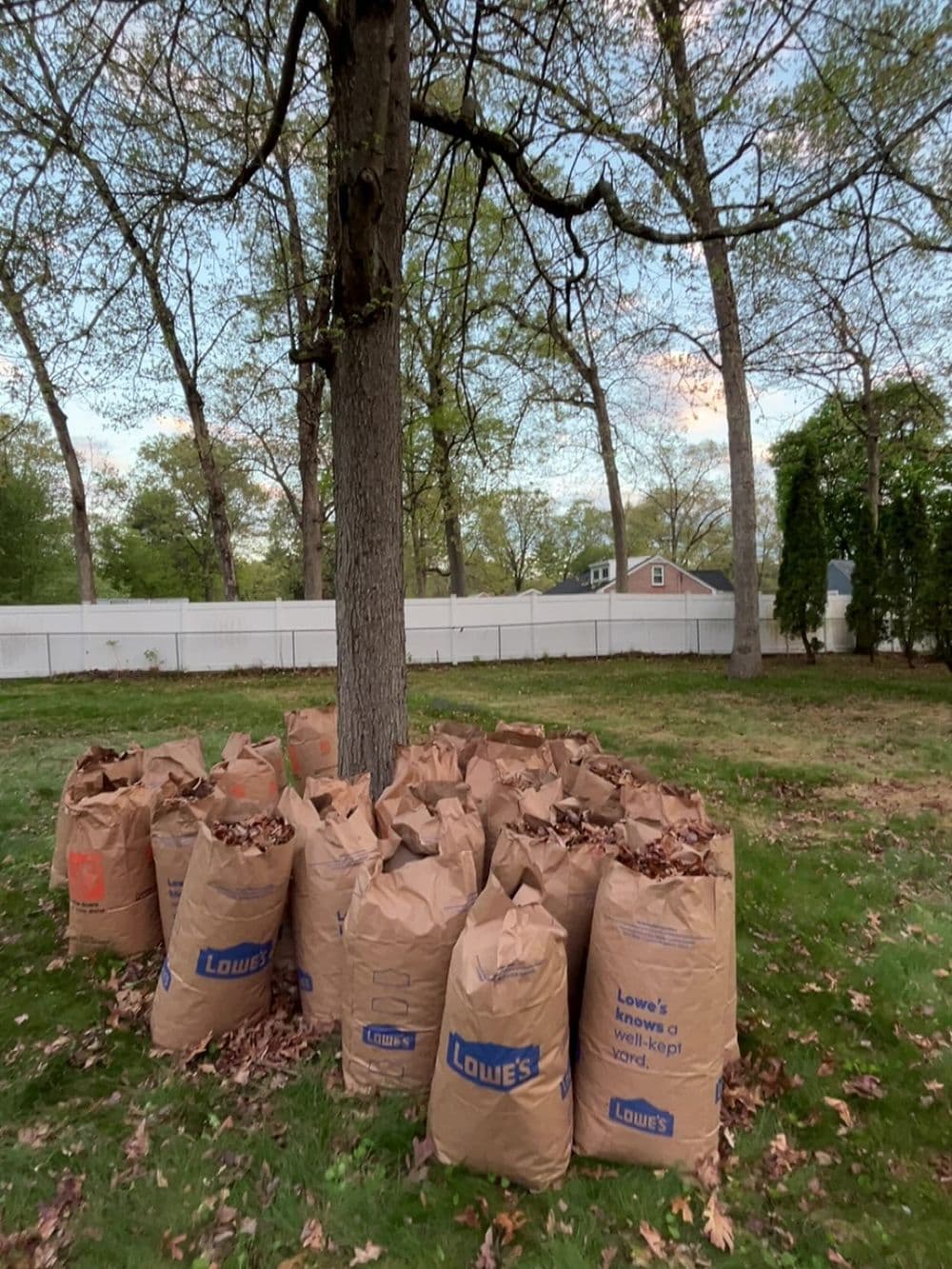 Brown yard bags filled with leaves under a tree in a residential backyard.