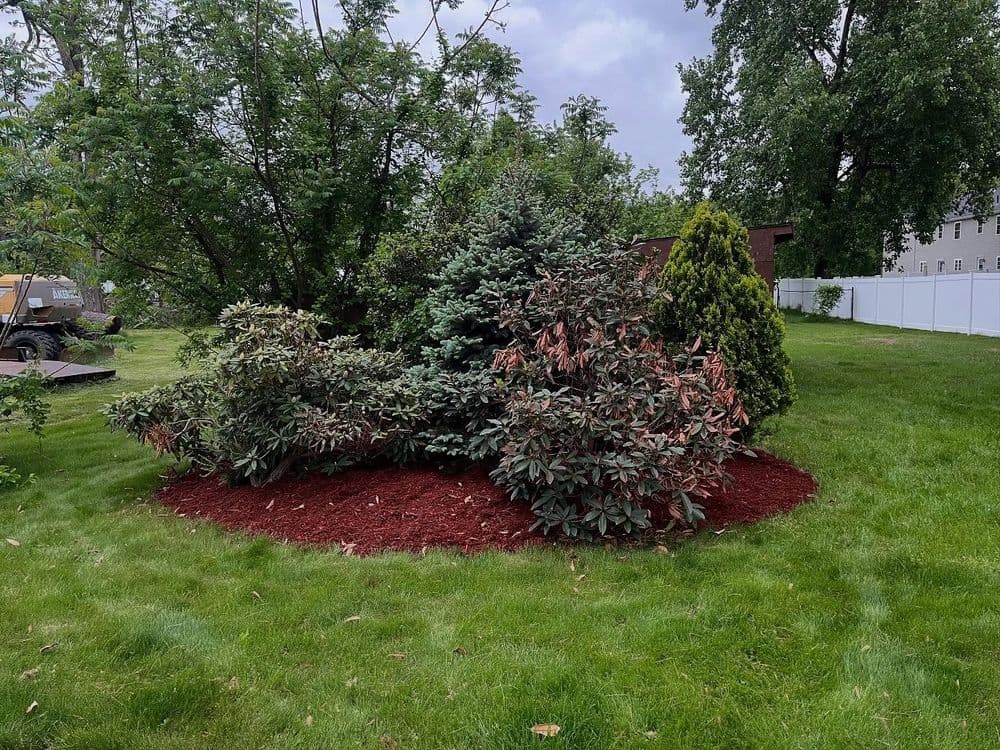 Lush landscaped garden with evergreen shrubs and fresh red mulch in a residential yard.