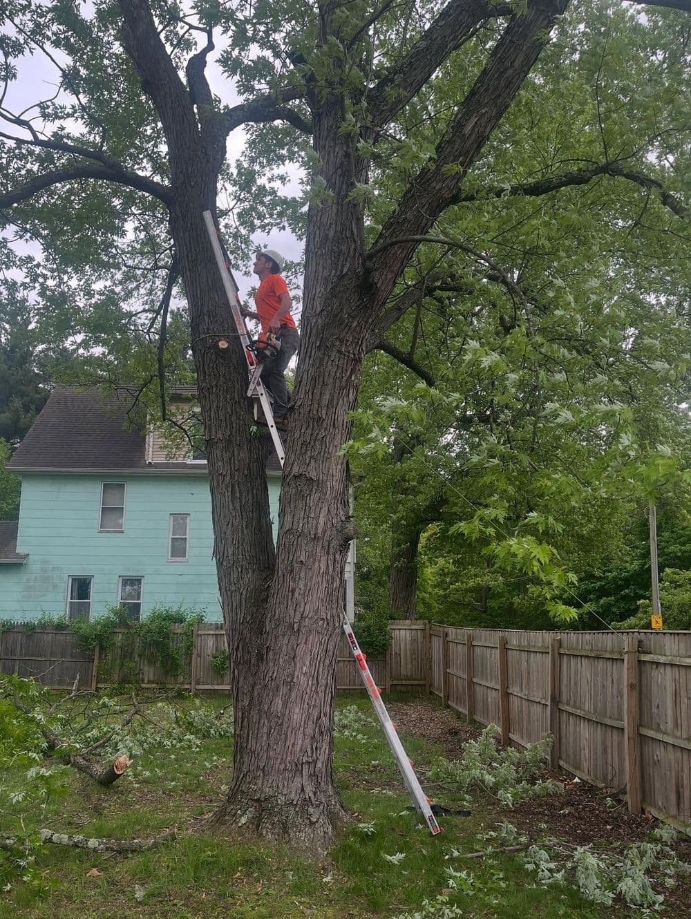 Person pruning a tree using a ladder in a backyard with fallen branches and a house nearby.