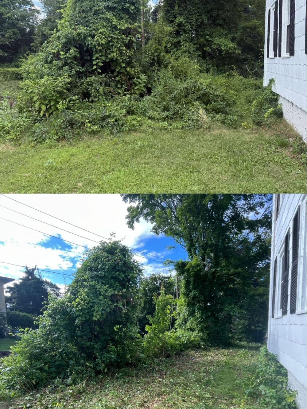 Overgrown backyard before and after clearing with visible greenery and tree line.