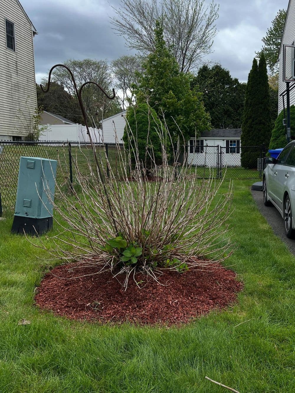 Pruned shrub with brown branches and green foliage surrounded by mulch in residential yard.